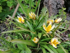 Tulipa urumiensis