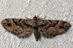 Eupithecia sinuosaria