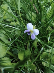 Viola diffusa