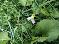 Viola diffusa
