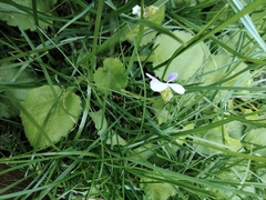 Viola diffusa