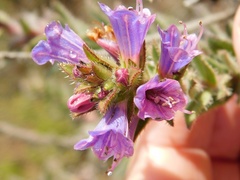 Lobostemon argenteus
