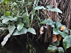 Philodendron barrosoanum