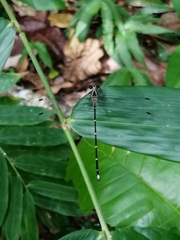 Hypolestes hatuey
