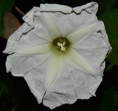 Ipomoea cuprinacoma