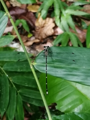 Hypolestes hatuey