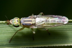 Meromyza