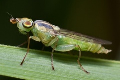 Meromyza