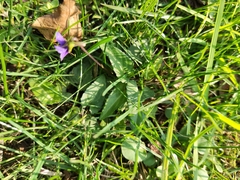 Viola inconspicua