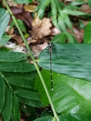 Hypolestes hatuey