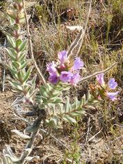 Lobostemon argenteus