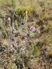 Lobostemon argenteus