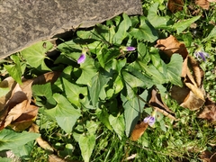 Viola japonica