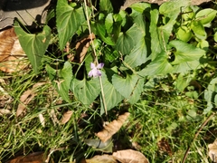 Viola japonica