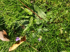 Viola japonica