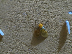 Pseudischnocampa nervosa