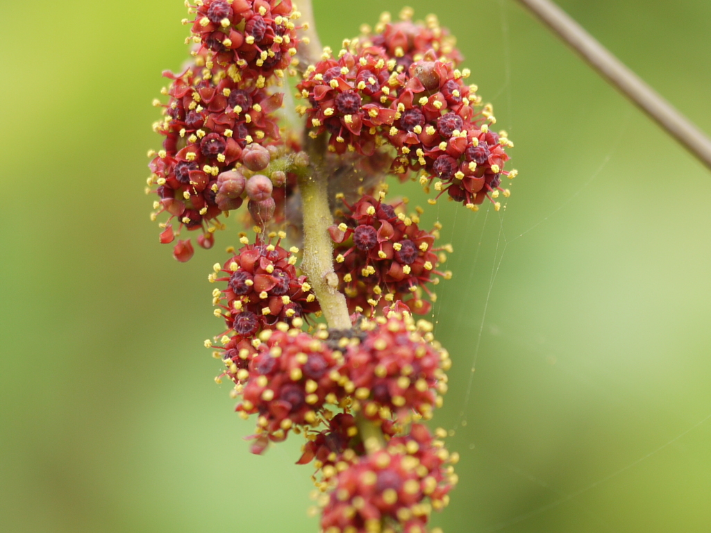 Ampelocissus latifolia (Ampelocissus latifolia)