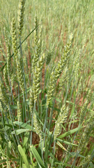 Triticum aestivum