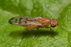 Opomyza florum