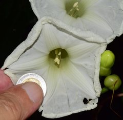 Ipomoea cuprinacoma