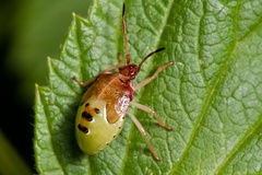 Elasmucha ferrugata