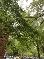 Cornus florida