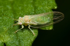 Cacopsylla