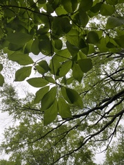 Cornus florida