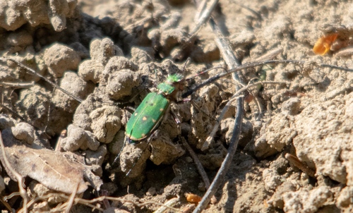 Green tiger beetle
