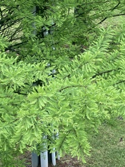 Taxodium distichum