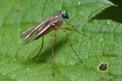 Sciapus