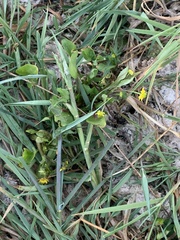 Ranunculus ophioglossifolius