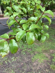 Lagerstroemia indica