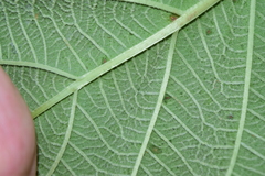 Ipomoea cuprinacoma