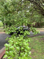 Lagerstroemia indica