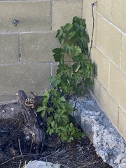 Cissus quadrangularis