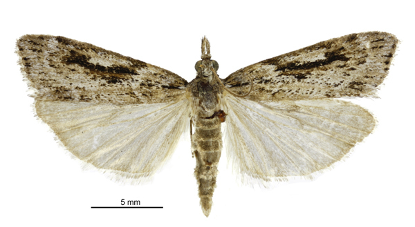 Scoparia falsa