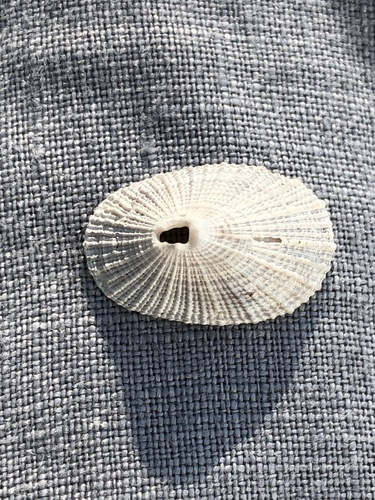 Cayenne Keyhole Limpet