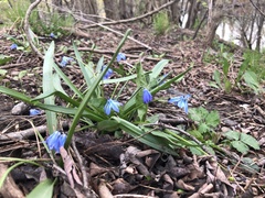 Scilla siberica