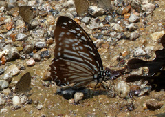 Graphium macareus