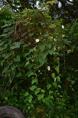 Ipomoea cuprinacoma