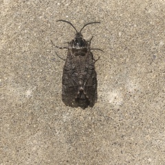 Prionoxystus macmurtrei