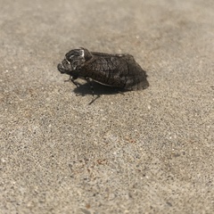 Prionoxystus macmurtrei