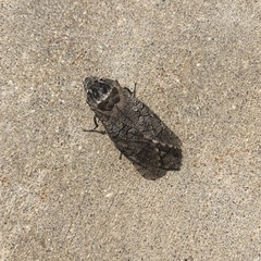 Prionoxystus macmurtrei