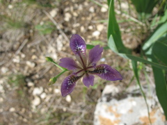 Iris dichotoma