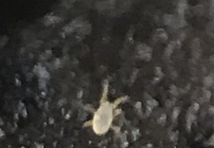Tyrophagus putrescentiae