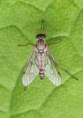 Rhagio maculatus
