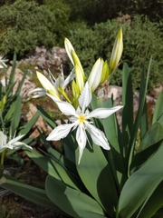 Pancratium illyricum