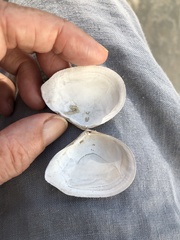 Austromacoma constricta