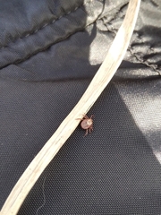 Dermacentor reticulatus